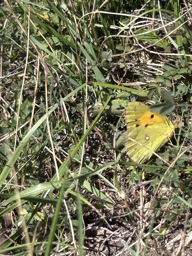 Clouded Yellow