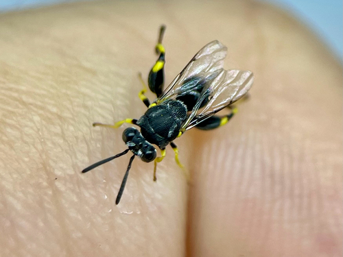 Brachymeria, 2026-09-23