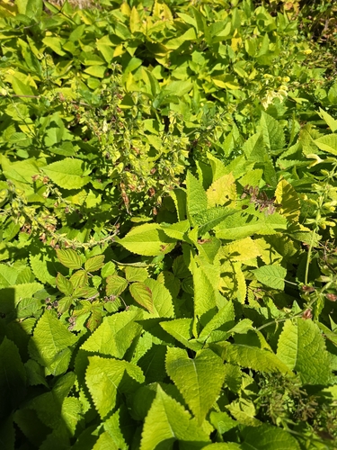 Sticky Sage
