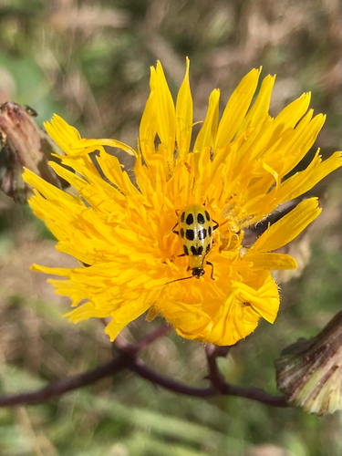 Spotted Cucumber Beetle