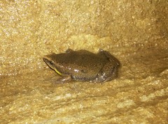 Elachistocleis bicolor