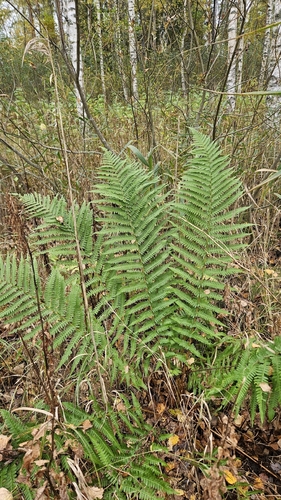 male fern