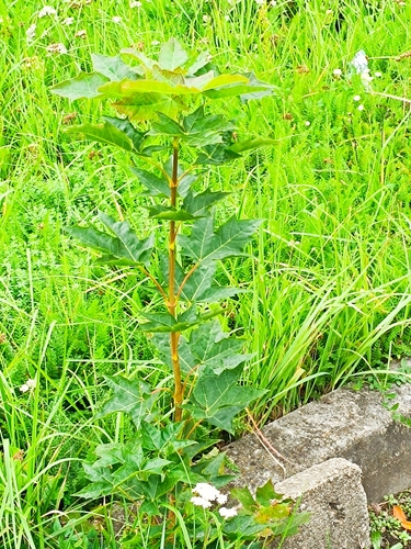 sycamore maple