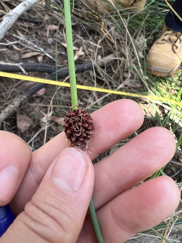 Chorizandra cymbaria observed 2026-09-23