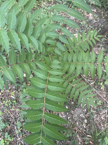 tree-of-heaven