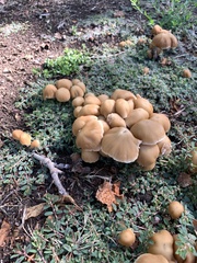 Candolleomyces candolleanus