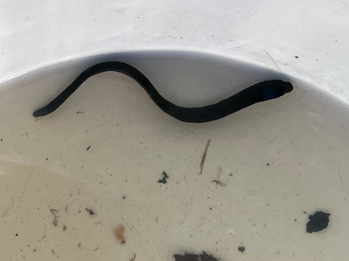 Horse Leech