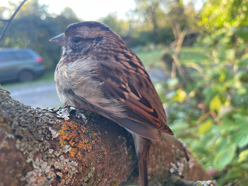 White-throated Sparrow