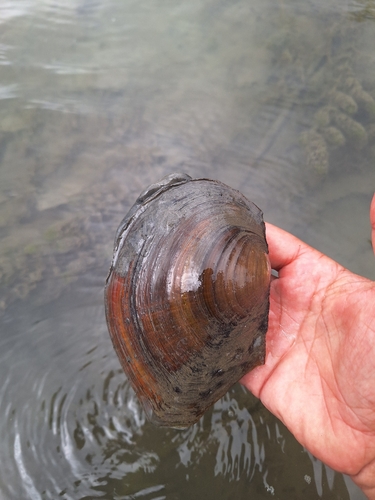 Chinese Pond Mussel