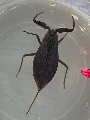 Eurasian Water Scorpion
