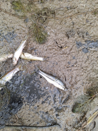 Topmouth Gudgeon