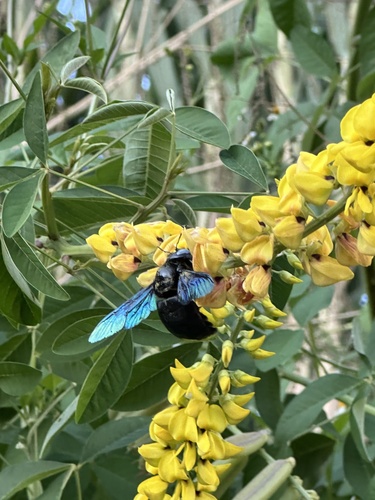 Slender-scaped Carpenter Bee