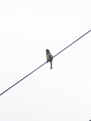 Collared Finchbill