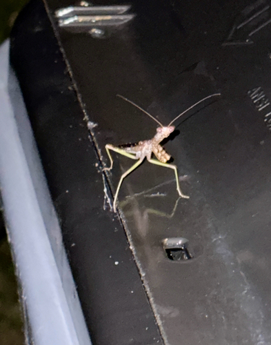 Carolina Mantis