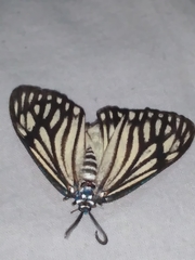 Cyclosia papilionaris