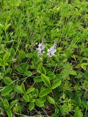 Veronica austriaca jacquinii