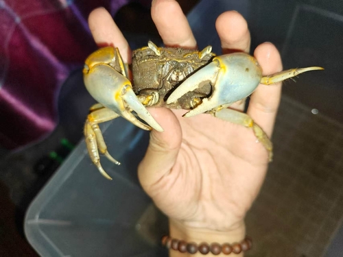 Chasmagnathus convexus