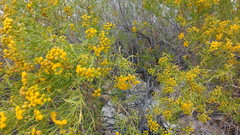Varilla mexicana gypsophila