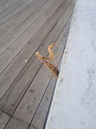 European Mantis