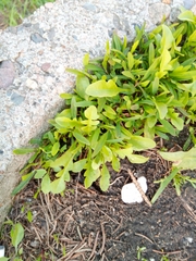 Capsella bursa-pastoris