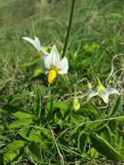 Solanum commersonii