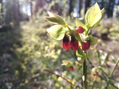 Vaccinium myrtillus