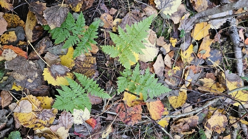 spinulose wood fern