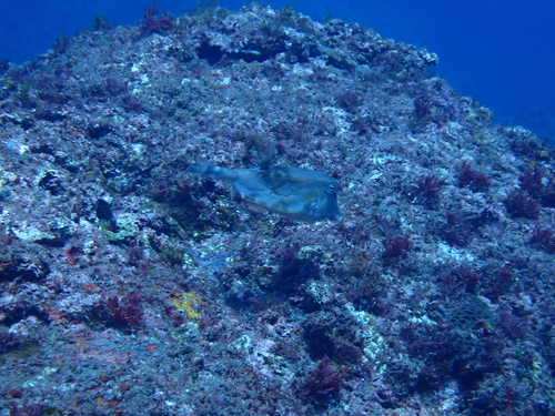 Lactoria diaphana observed 2026-09-23