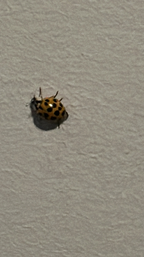 Asian Lady Beetle