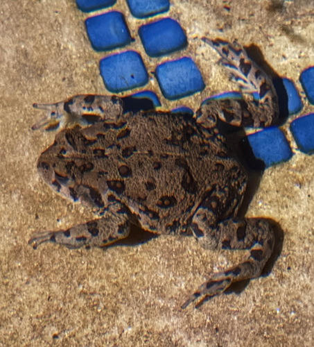 Western Toad