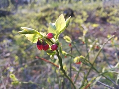 Vaccinium myrtillus