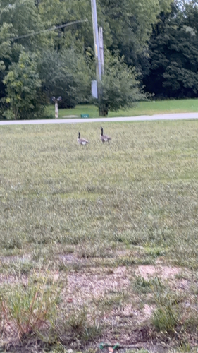 Canada Goose