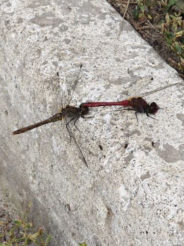 Ruddy Darter