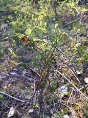 Vaccinium myrtillus
