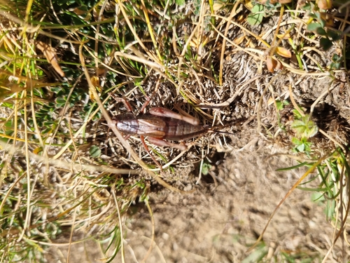 Purple Meadow Bush-cricket