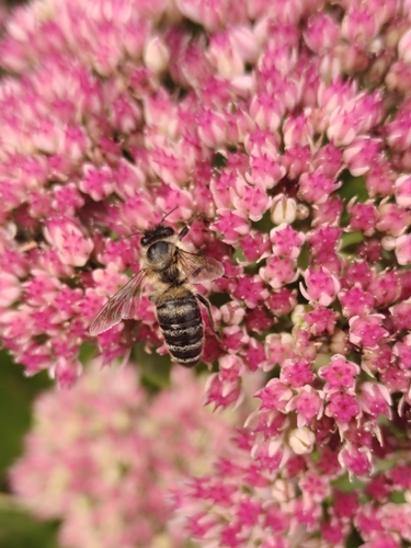 Western Honey Bee