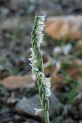 Spiranthes spiralis, photograph (c) Alain Le Magueresse, some rights reserved (CC BY)
