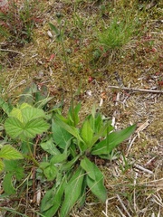 Pilosella aurantiaca