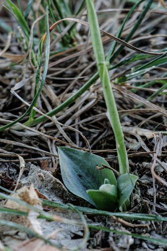 Spiranthes spiralis, photograph 5
