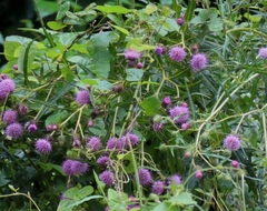 Cirsium nipponicum