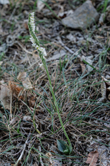 Spiranthes spiralis, photograph (c) Alain Le Magueresse, some rights reserved (CC BY)