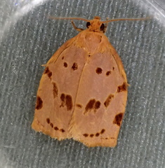 Archips rileyana