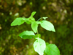 Crepidiastrum denticulatum