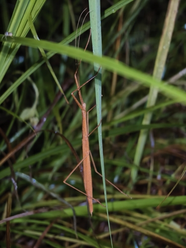 Pinkwing Stick Insect