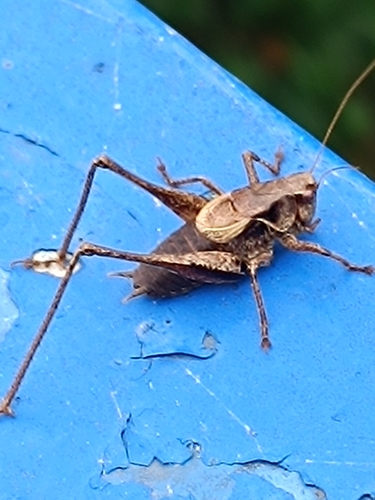 Dark Bush-cricket