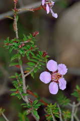 Euryomyrtus ramosissima ramosissima