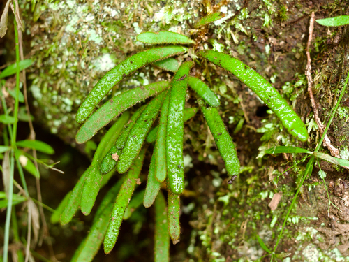 Pyrrosia linearifolia