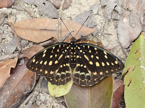 Black-tipped Archduke