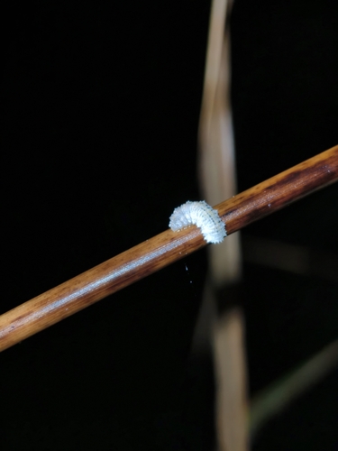 Forest Pierrot