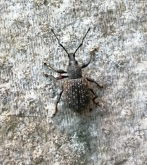 Otiorhynchus sulcatus